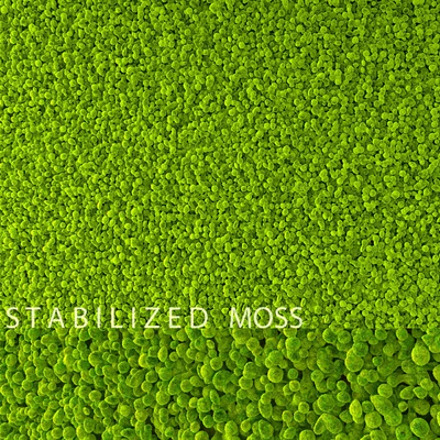 Stabilized Moss — Ver 1