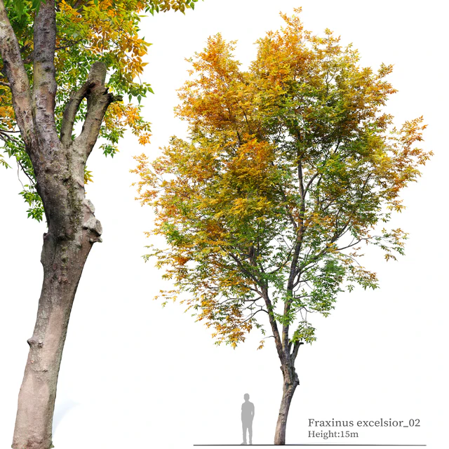 Fraxinus excelsior 02 — Descargar