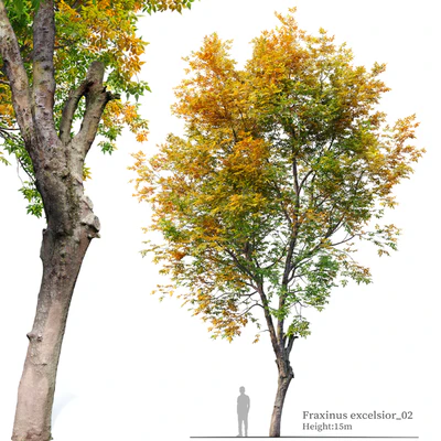 Fraxinus excelsior 02 — Ver 1
