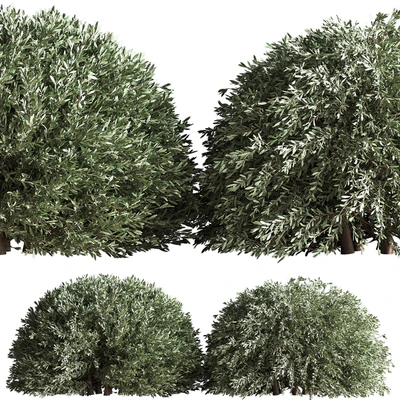 Bush02 — Ver 4