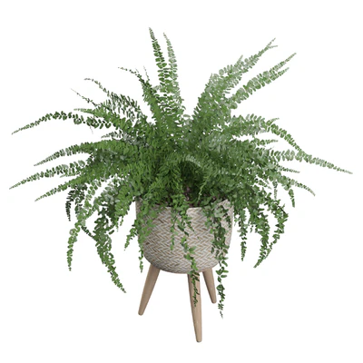 Fern indoor 01 — Вид 3