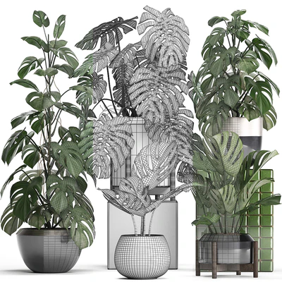 Plant collection 351. Monstera, Set, monstera, pot, flowerpot, indoor plants, luxury, set, eco design, bushes, thickets, leaves — Ver 3