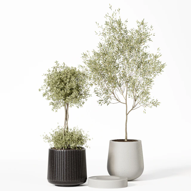 Indoor Plant Set 019 — Descargar