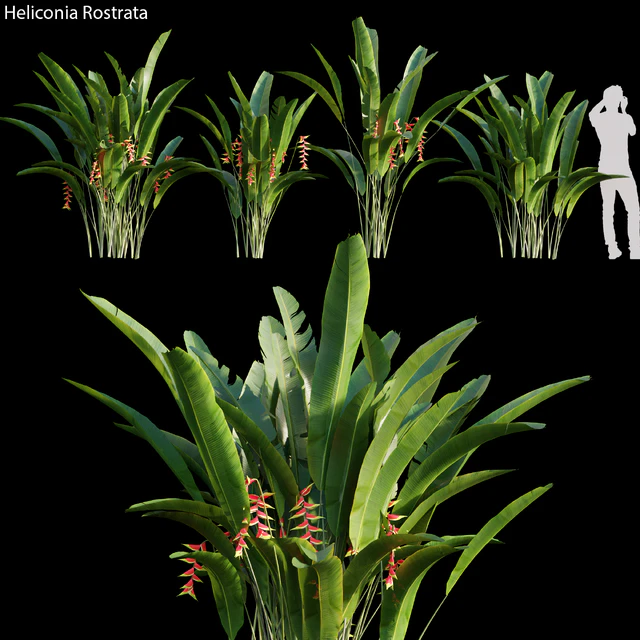 Heliconia Rostrata 01 — Descargar