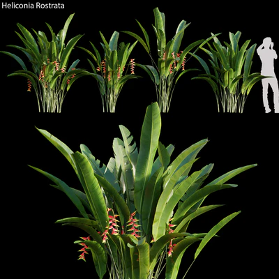 Heliconia Rostrata 01 — Descargar