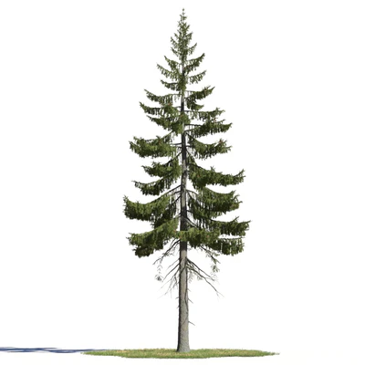 coniferous trees 006 — Скачать