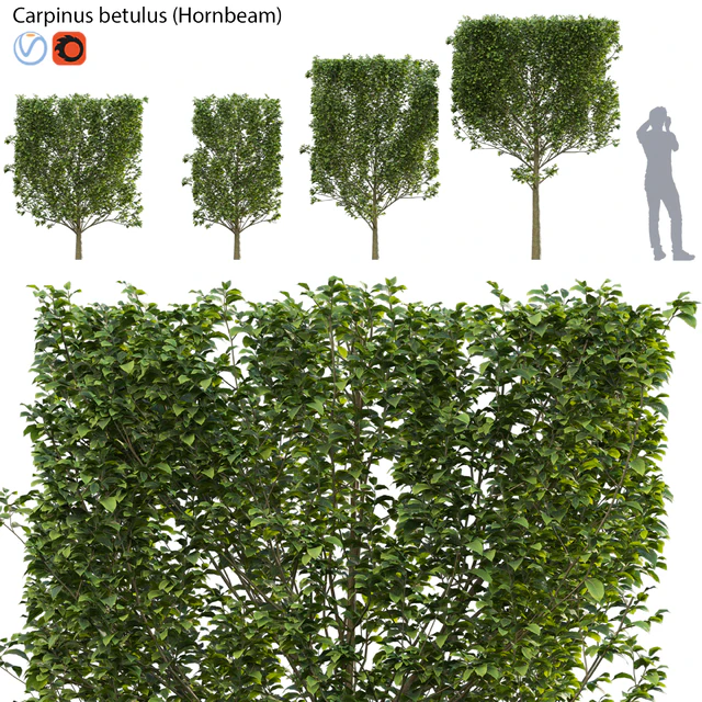 Carpinus betulus - Hornbeam - 01 — Descargar
