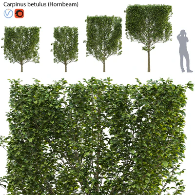 Carpinus betulus - Hornbeam - 01 — Ver 1