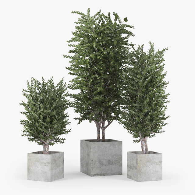 Eucalyptus — Download