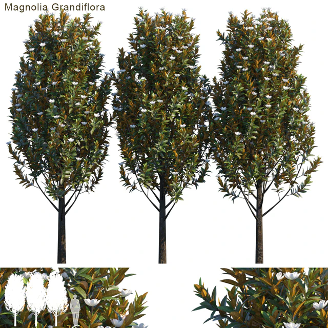 Magnolia grandiflora — Descargar