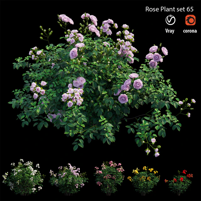 Rose plant set 65 — Descargar