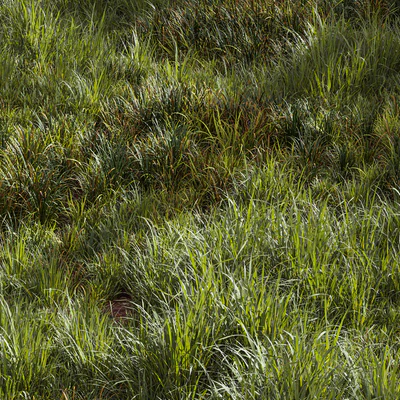 Meadow Lawn Grassland Set 002 — Ver 5