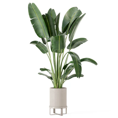 Indoor Plants in Ferm Living Bau Pot Large - Set 173 — Вид 5
