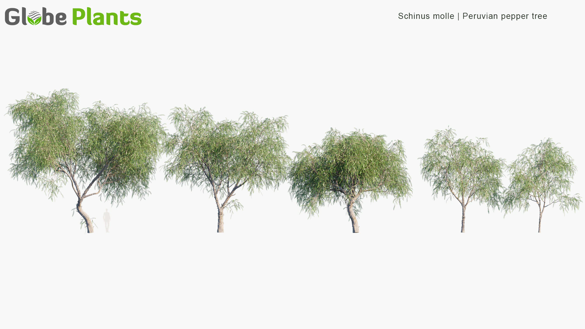 schinus molle — Download