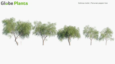 schinus molle — download