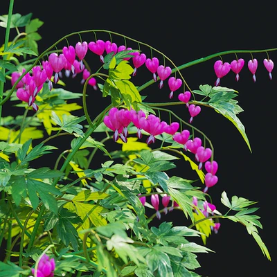 Дицентра великолепная цветы | Dicentra spectabilis — Вид 4