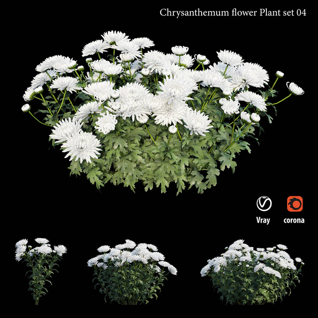 Chrysanthemum flower plant set 04 — Descargar