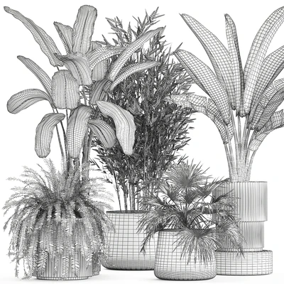 Collection of plants in white flower pots with Banana palm, ravenala, fern, bamboo. set 1352 — Ver 7