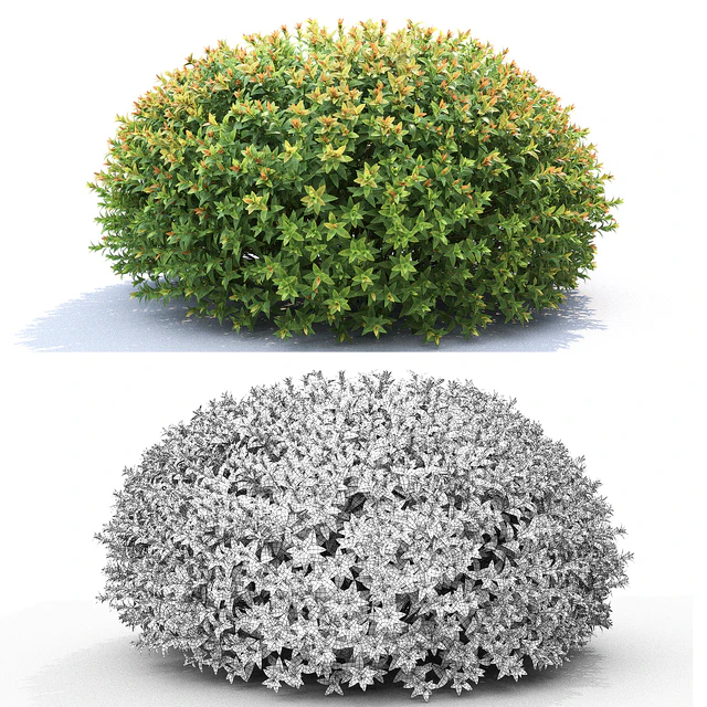 Spiraea japonica — Descargar