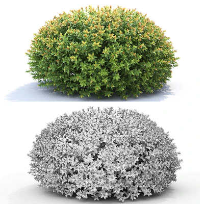 Spiraea japonica — Ver 2