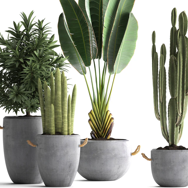 Collection of small plants in black concrete pots from Ravenala, concrete flowerpot, Cereus, cactus, oleander. Set 434. — Descargar