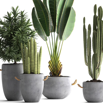 Collection of small plants in black concrete pots from Ravenala, concrete flowerpot, Cereus, cactus, oleander. Set 434. — Ver 5