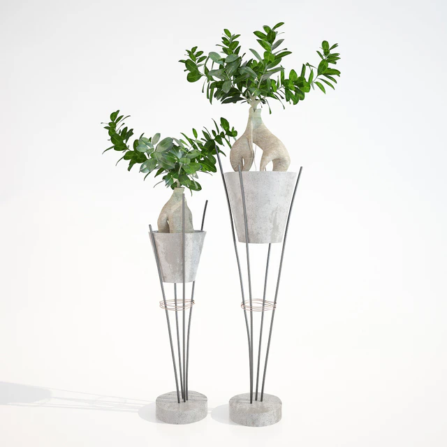 Ficus ginseng / Ginseng Ficus Ginseng — Descargar