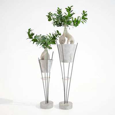 Ficus ginseng / Ginseng Ficus Ginseng — Ver 1