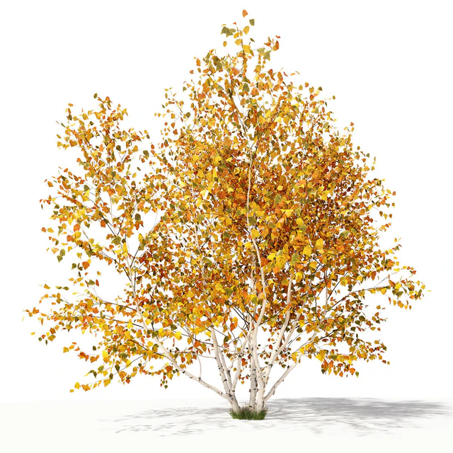 Betula pendula multi stem V01 — Descargar