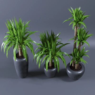 Yucca — Ver 3
