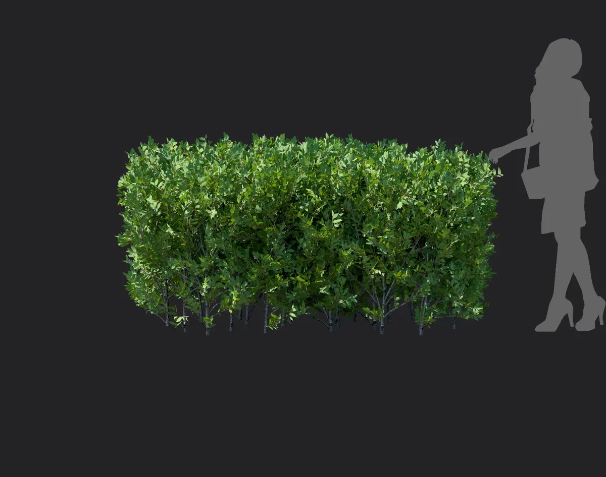elaeagnus pungens 004 — Descargar