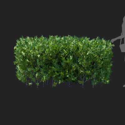 elaeagnus pungens 004 — Descargar