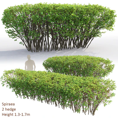 Spiraea — Вид 1