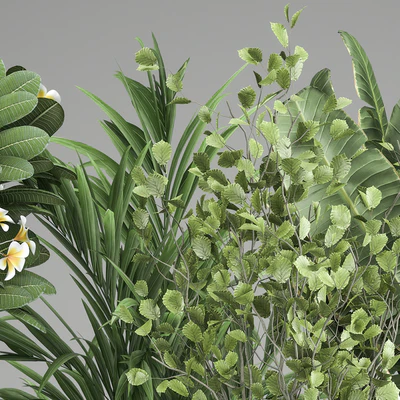 Collection of plants in black pots Strelitzia, tree, ficus, Plumeria, banana palm. Set 984. — Ver 7