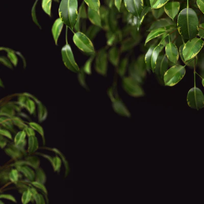 PLANTS 70 — Вид 2