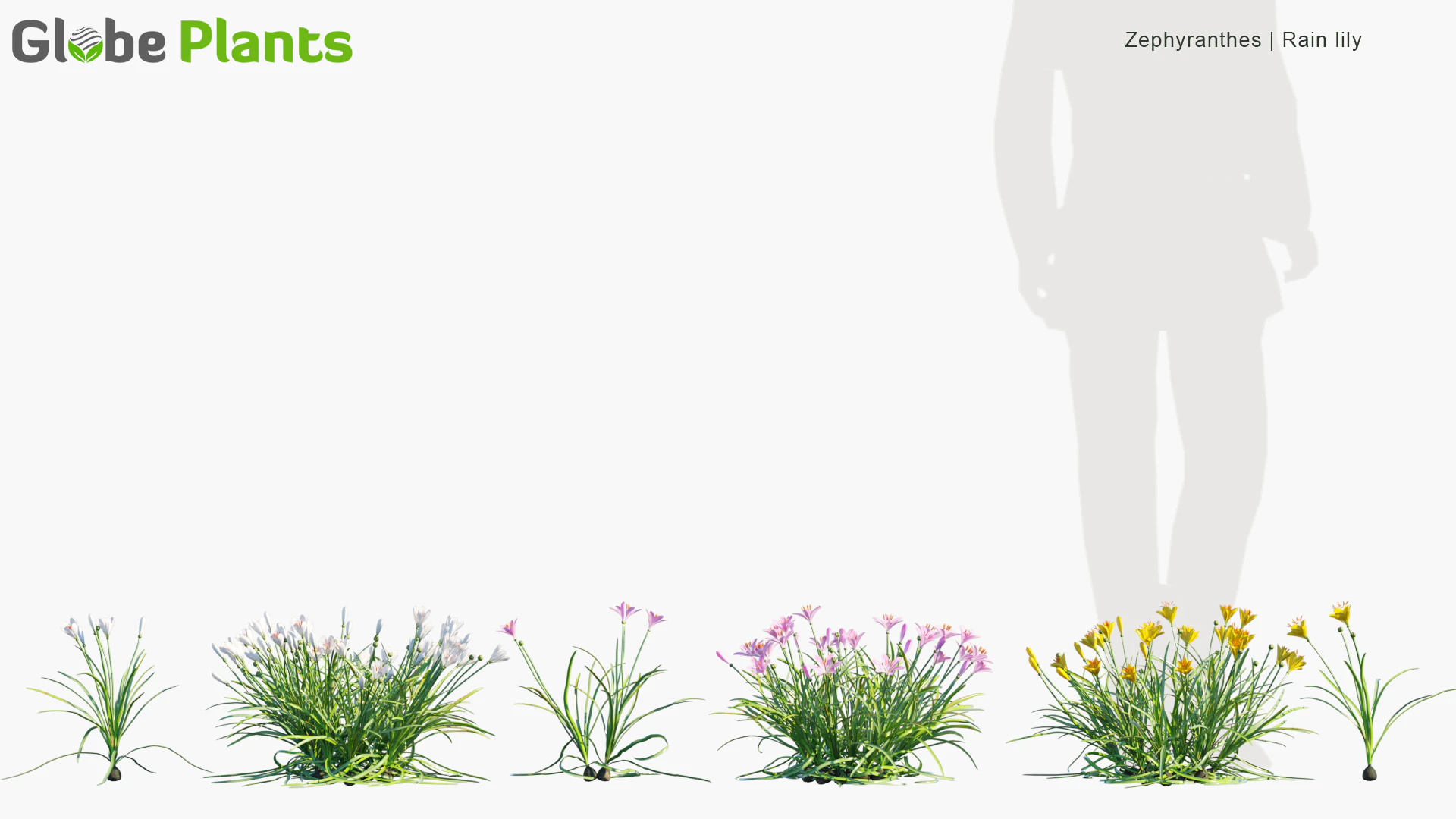 zephyranthes — Download