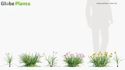 zephyranthes — download