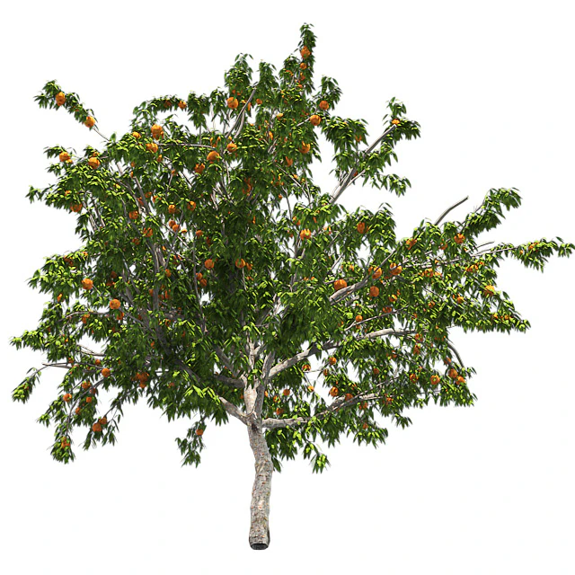Peach tree with fruit — Descargar