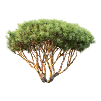 Pine — Вид 5