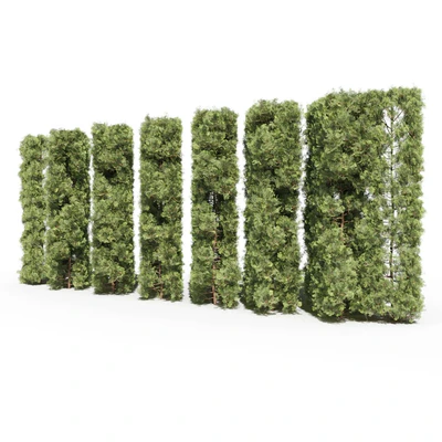 Thuja # 3 (Thuja # 3) — Ver 4