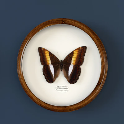 Decorative set of butterflies — Ver 3