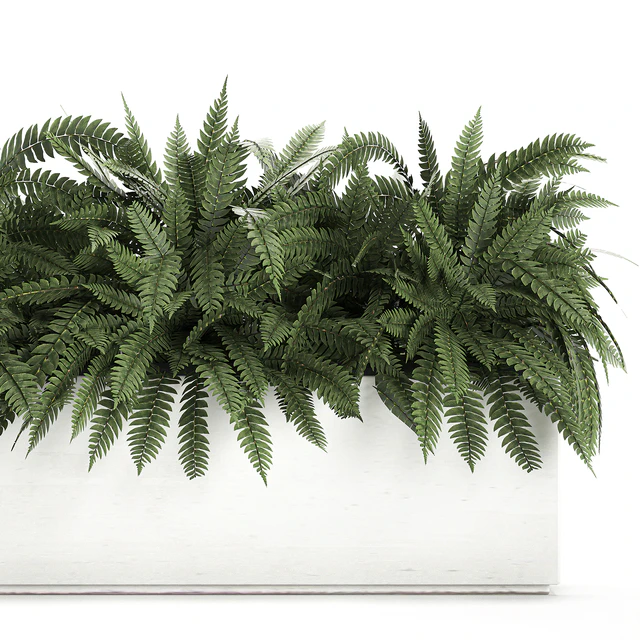 Lush ornamental bushes overgrown in a flowerbed pot with Nephrolepis, fern, outdoor flowerpot. Set 673. — Download