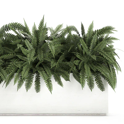Lush ornamental bushes overgrown in a flowerbed pot with Nephrolepis, fern, outdoor flowerpot. Set 673. — View 4