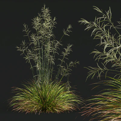HQ Plants Stipa arundinacea Sweet Grass — Ver 5
