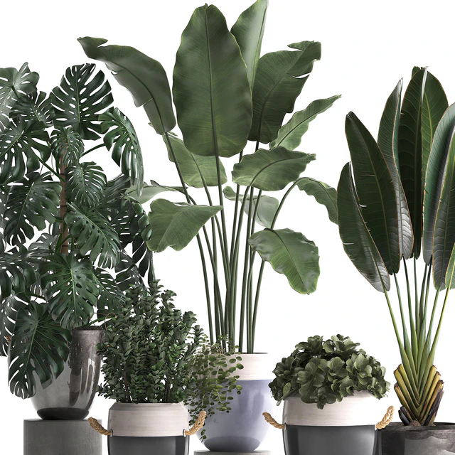 Plant Collection 396. Banana palm, banana, strelitzia, monstera, indoor plants, ravenala, stylish, strelitzia, bushes — Descargar