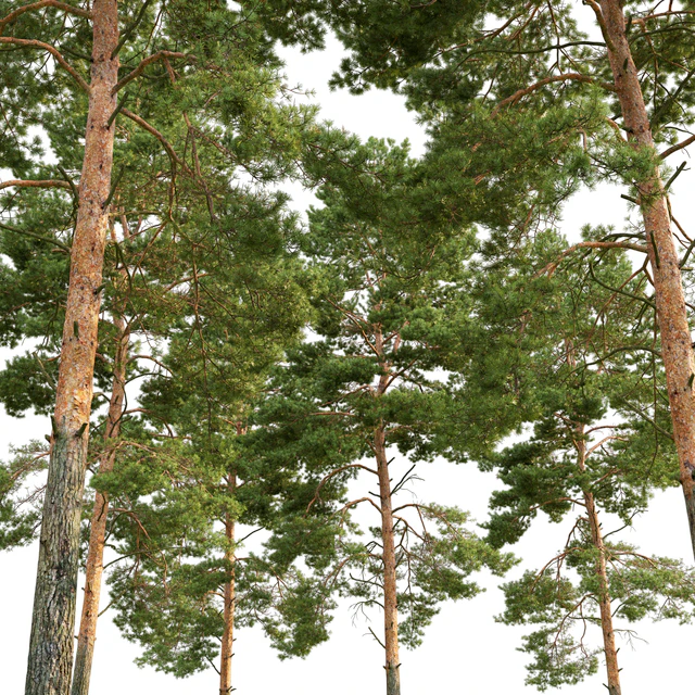 Pine — Скачать