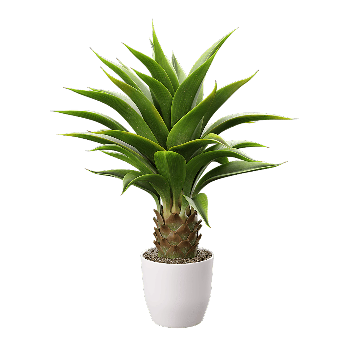 plant agave 002 — Descargar