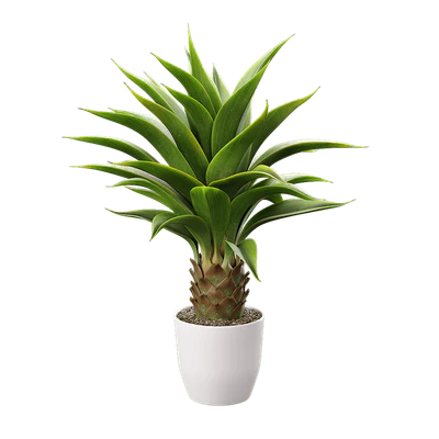 plant agave 002 — Descargar