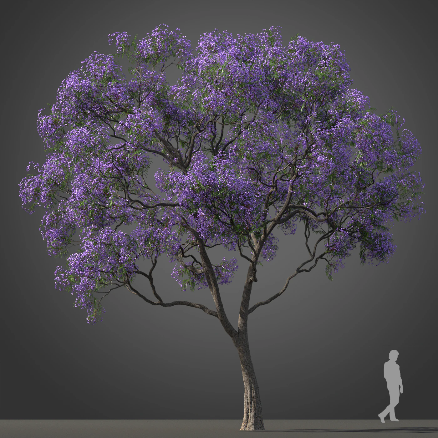 subtropical trees 017 — Скачать