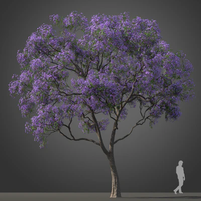 subtropical trees 017 — Скачать